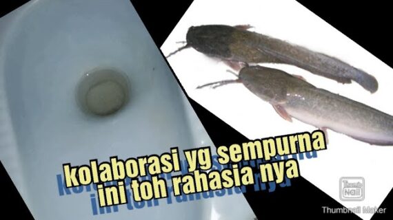 viral sekampung,, cara jitu si beban memberantas wc mampet dan