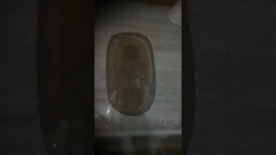 cara mengatasi wc yang mampet/buntu,#tukangkreatifjadu2342#viralshorts