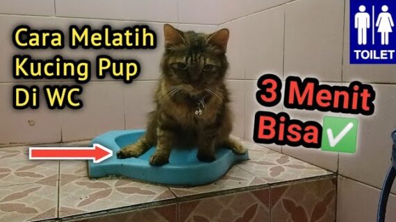 Cara Training Kucing Pup Di WC‼️